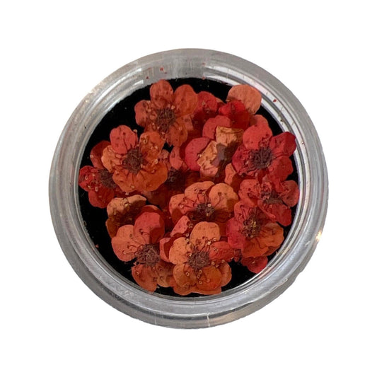 Dry Flowers - Red 20pcs