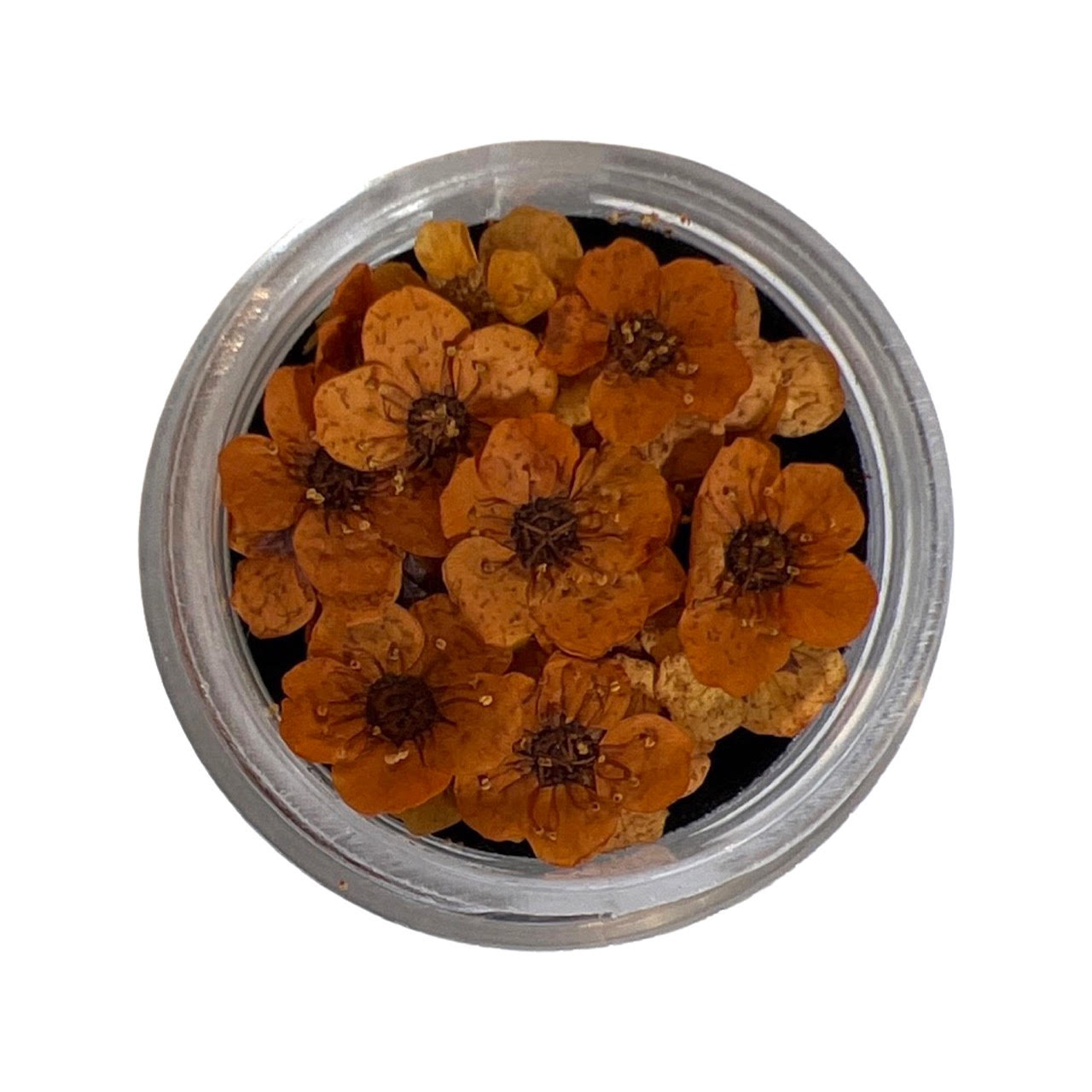 Dry Flowers - Orange 20pcs