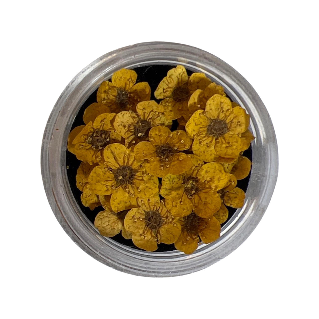Dry Flowers - Yellow 20pcs